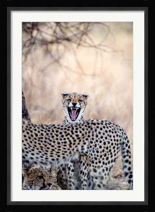 Framed Cheetahs (Acinonyx jubatus) resting in a forest, Samburu National Park, Rift Valley Province, Kenya Print