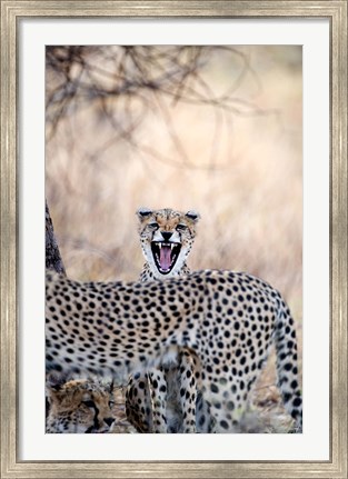 Framed Cheetahs (Acinonyx jubatus) resting in a forest, Samburu National Park, Rift Valley Province, Kenya Print