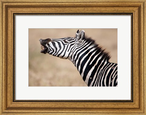 Framed Close-up of a Burchell&#39;s zebra (Equus burchelli), Tarangire National Park, Tanzania Print