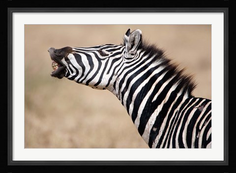 Framed Close-up of a Burchell's zebra (Equus burchelli), Tarangire National Park, Tanzania Print
