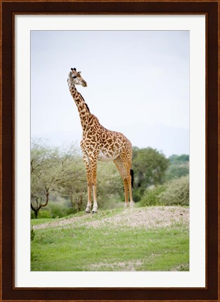 Framed Masai giraffe (Giraffa camelopardalis tippelskirchi) in a forest, Tarangire National Park, Tanzania Print