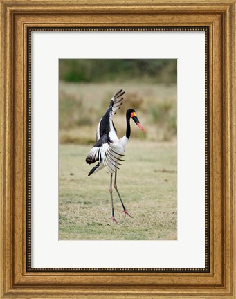 Framed Saddle Billed stork (Ephippiorhynchus Senegalensis) spreading wings, Tarangire National Park, Tanzania Print