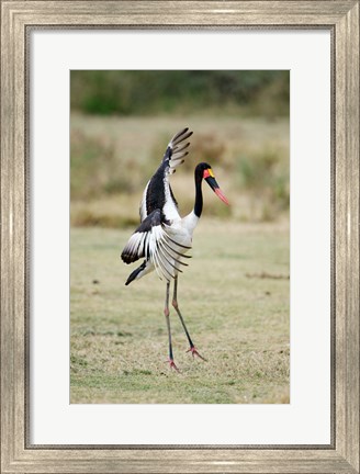 Framed Saddle Billed stork (Ephippiorhynchus Senegalensis) spreading wings, Tarangire National Park, Tanzania Print