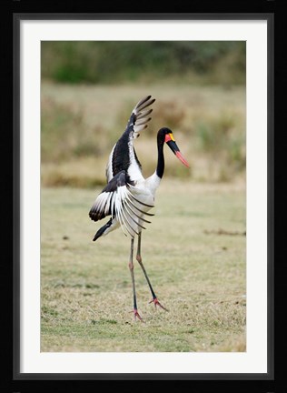 Framed Saddle Billed stork (Ephippiorhynchus Senegalensis) spreading wings, Tarangire National Park, Tanzania Print