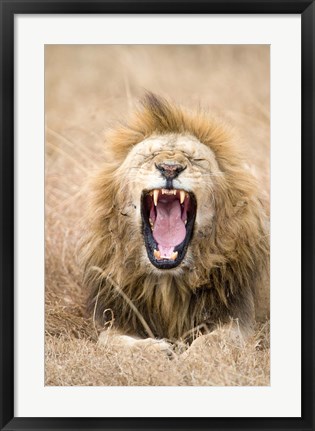 Framed Lion (Panthera leo) yawning in a forest, Ngorongoro Crater, Ngorongoro, Tanzania Print