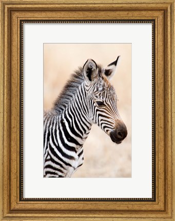 Framed Close-up of a Burchell&#39;s Zebra (Equus burchelli), Ngorongoro Crater, Ngorongoro, Tanzania Print