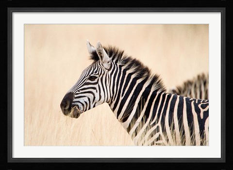 Framed Burchell Zebra, Ngorongoro Crater, Ngorongoro, Tanzania Print