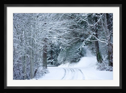 Framed Forest in Winter, Washington State Print
