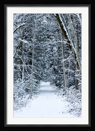 Framed Snow Covered Road Through a Forest, Washington State Print