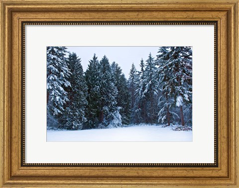 Framed Trees along a snow covered road in a forest, Washington State, USA Print