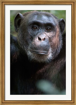 Framed Close-up of a Chimpanzee (Pan troglodytes), Kibale National Park, Uganda Print