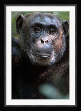 Framed Close-up of a Chimpanzee (Pan troglodytes), Kibale National Park, Uganda Print