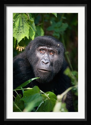 Framed Close-up of a Mountain Gorilla (Gorilla beringei beringei), Bwindi Impenetrable National Park, Uganda Print
