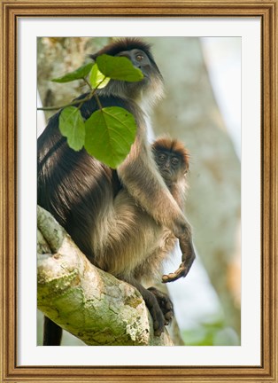 Framed Red Colobus monkey with its young one on a tree, Kibale National Park, Uganda Print
