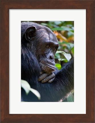 Framed Chimpanzee, Kibale National Park, Uganda Print