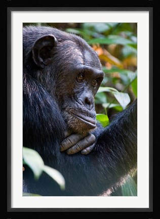 Framed Chimpanzee, Kibale National Park, Uganda Print