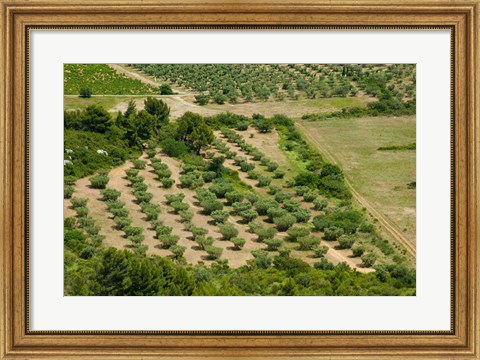 Framed Olive trees in field, Les Baux-de-Provence, Bouches-Du-Rhone, Provence-Alpes-Cote d&#39;Azur, France Print