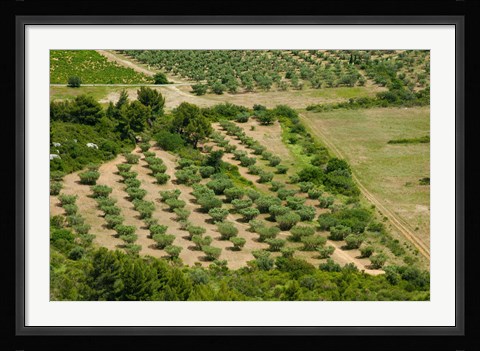 Framed Olive trees in field, Les Baux-de-Provence, Bouches-Du-Rhone, Provence-Alpes-Cote d'Azur, France Print