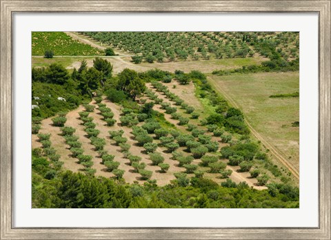 Framed Olive trees in field, Les Baux-de-Provence, Bouches-Du-Rhone, Provence-Alpes-Cote d&#39;Azur, France Print