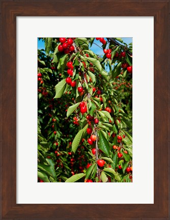 Framed Cherries to be Harvested, Cucuron, Vaucluse, Provence-Alpes-Cote d&#39;Azur, France (vertical) Print