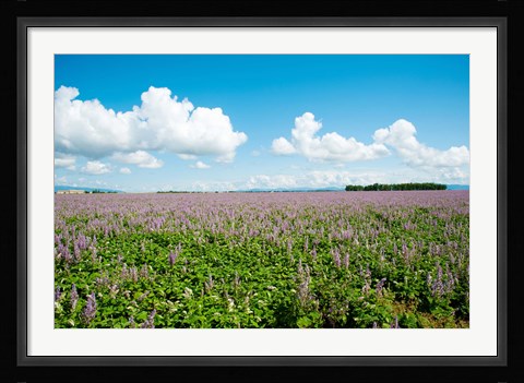 Framed Field with flowers near D8, Brunet, Plateau de Valensole, Alpes-de-Haute-Provence, Provence-Alpes-Cote d'Azur, France Print
