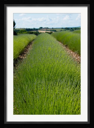 Framed Lavender Field, Route de Manosque, Plateau de Valensole, Alpes-de-Haute-Provence, Provence-Alpes-Cote d'Azur, France Print