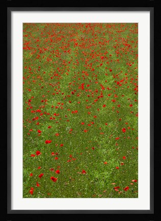 Framed Poppy Field in Bloom, Les Gres, Sault, Vaucluse, Provence-Alpes-Cote d'Azur, France (vertical) Print