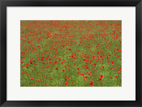 Framed Poppy Field in Bloom, Les Gres, Sault, Vaucluse, Provence-Alpes-Cote d&#39;Azur, France (horizontal) Print