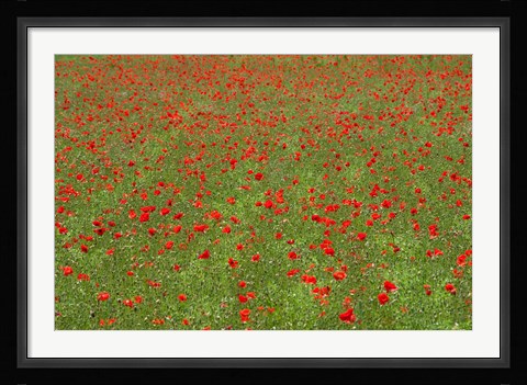 Framed Poppy Field in Bloom, Les Gres, Sault, Vaucluse, Provence-Alpes-Cote d'Azur, France (horizontal) Print