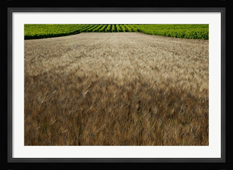 Framed Wheat field surrounded by vineyards, Cucuron, Vaucluse, Provence-Alpes-Cote d'Azur, France Print