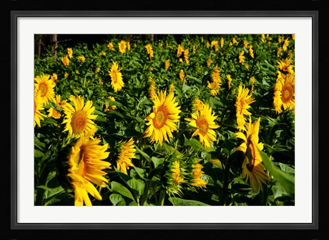 Framed Sunflowers (Helianthus annuus) in a field, Vaugines, Vaucluse, Provence-Alpes-Cote d'Azur, France Print