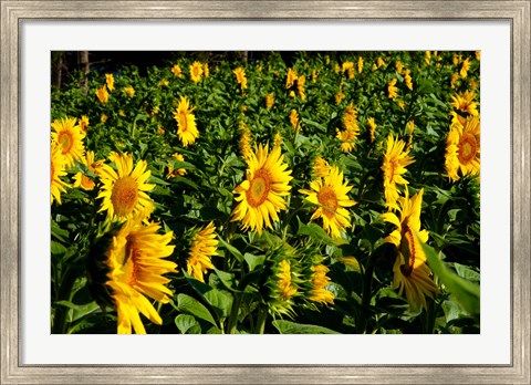 Framed Sunflowers (Helianthus annuus) in a field, Vaugines, Vaucluse, Provence-Alpes-Cote d&#39;Azur, France Print
