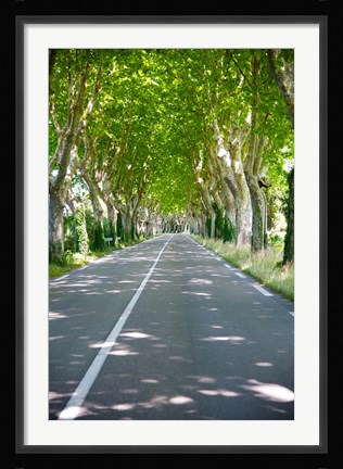 Framed Allee of trees, St.-Remy-De-Provence, Bouches-Du-Rhone, Provence-Alpes-Cote d'Azur, France Print