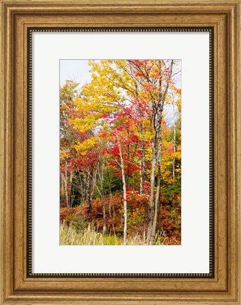 Framed Autumn Trees, Muskoka, Ontario, Canada Print