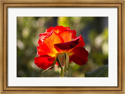 Framed Close-up of an orange rose, Los Angeles, California, USA Print