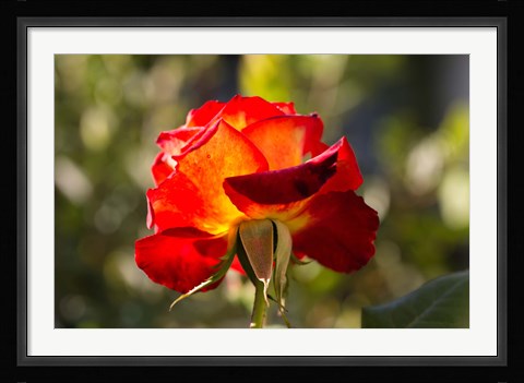 Framed Close-up of an orange rose, Los Angeles, California, USA Print