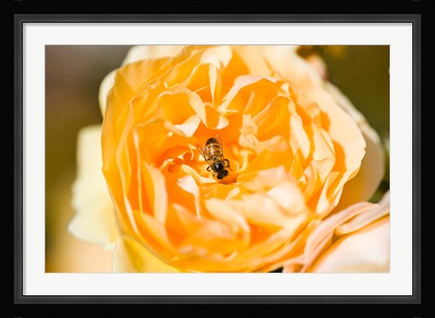 Framed Bee pollinating a yellow rose, Beverly Hills, Los Angeles County, California, USA Print