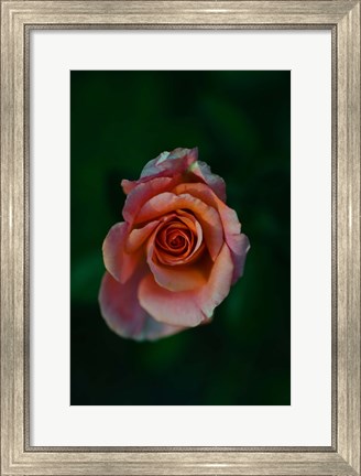 Framed Close-up of a pink rose, Beverly Hills, Los Angeles County, California, USA Print