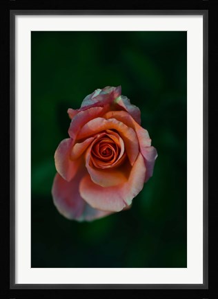 Framed Close-up of a pink rose, Beverly Hills, Los Angeles County, California, USA Print
