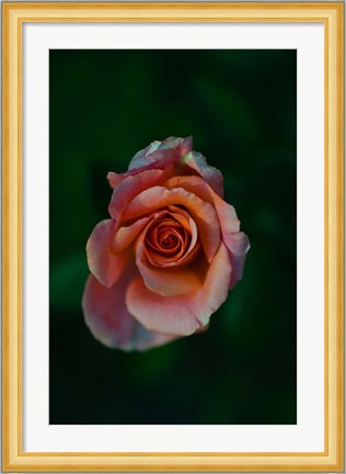 Framed Close-up of a pink rose, Beverly Hills, Los Angeles County, California, USA Print
