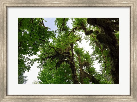 Framed Low angle view of trees in a forest, Hoh Rainforest, Olympic National Park, Washington State, USA Print