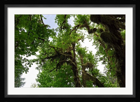 Framed Low angle view of trees in a forest, Hoh Rainforest, Olympic National Park, Washington State, USA Print