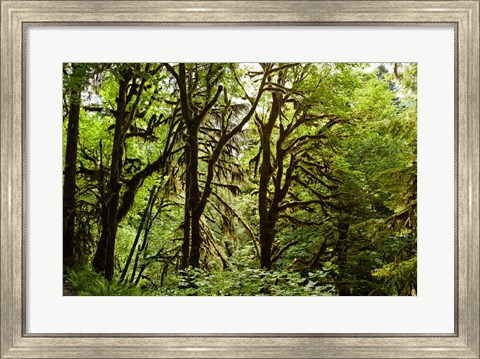 Framed Trees in a Forest, Quinault Rainforest, Olympic National Park, Olympic Peninsula, Washington State Print