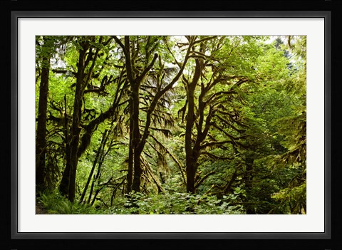 Framed Trees in a Forest, Quinault Rainforest, Olympic National Park, Olympic Peninsula, Washington State Print