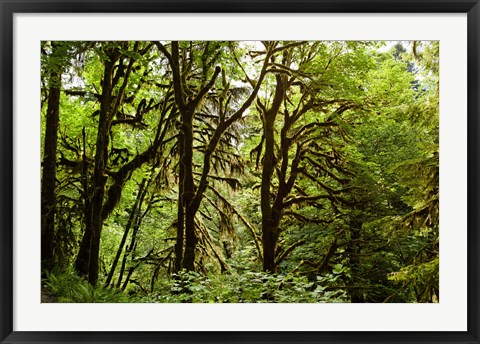 Framed Trees in a Forest, Quinault Rainforest, Olympic National Park, Olympic Peninsula, Washington State Print