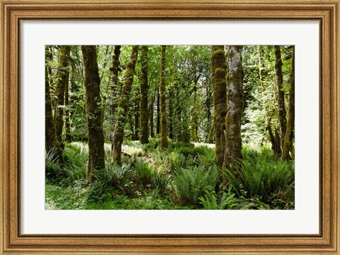 Framed Ferns and Trees, Quinault Rainforest, Olympic National Park, Washington State Print