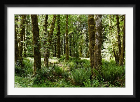Framed Ferns and Trees, Quinault Rainforest, Olympic National Park, Washington State Print