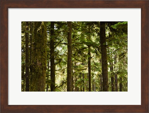 Framed Trees in a forest, Queets Rainforest, Olympic National Park, Washington State, USA Print