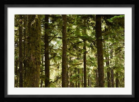 Framed Trees in a forest, Queets Rainforest, Olympic National Park, Washington State, USA Print