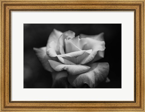 Framed Close-up of a rose, Los Angeles County, California, USA Print